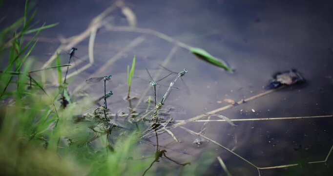 Matting dragonfly lays eggs to the water, Coenagrion hastulatum or the northern damselfly or spearhead bluet, damselfly in the family Coenagrionidae