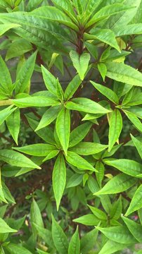 Lush Green Leaves Dense Foliage in Natural Garden Setting
