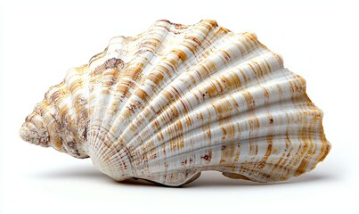 Fototapeta premium Beautiful Close-Up of a Natural Scallop Shell with Unique Patterns