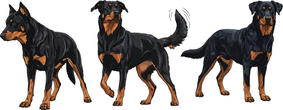 Beauceron dog standing alert focused wagging tail pose set