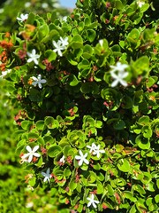 green leaves background