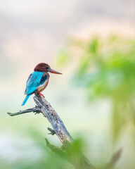 White-throated Kingfisher (Halcyon smyrnensis) perched with soft green background in Keoladeo National Park, India