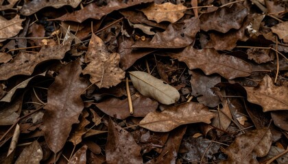 Naklejka premium Close up of fallen autumn leaves on the forest floor.