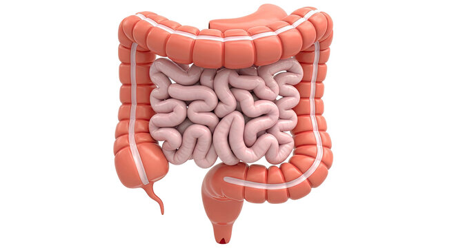 3D Rendering of Human Large and Small Intestines