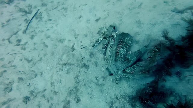 stunning Flying Gurnard fish gliding over the sandy seabed of the Mediterranean Sea in Kamino Malta during a bright sunny summer day featuring teal hues