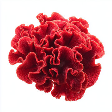 bright red cockscomb flower on white background