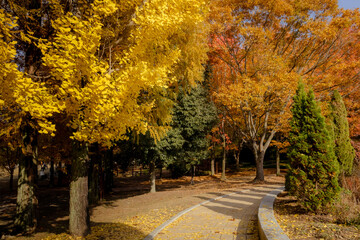 Fototapeta premium Scenic Autumn trees and fall foliage located in Jinju, South Korea