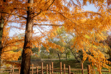 Scenic Autumn trees and fall foliage located in Jinju, South Korea