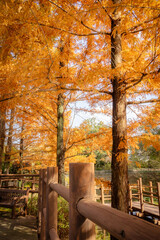 Scenic Autumn trees and fall foliage located in Jinju, South Korea