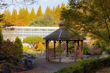 Colorful autumn trees and fall foliage located in Jinju South Korea