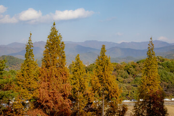 Scenic Autumn trees and fall foliage located in Jinju, South Korea