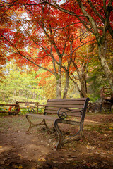 Colorful autumn trees and fall foliage located in Jinju South Korea