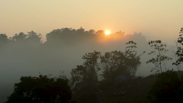 4K morning golden hour sunrise glowing behind silhouetted forest trees and heavy fog