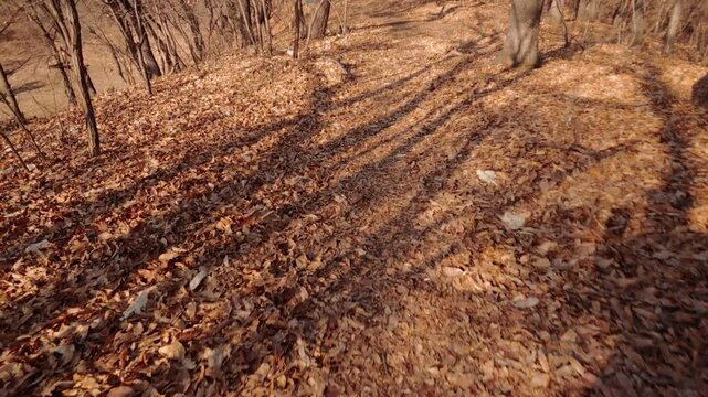Narrow mountain trail covered with dry fallen leaves on Illeungsan in winter. Bare trees and quiet woodland atmosphere create a calm and peaceful natural landscape. Seasonal hiking path in South Korea