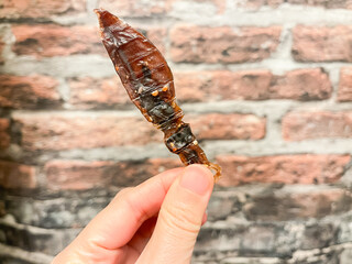 富山県の名物、干しホタルイカ。塩で味付けただけの乾燥ホタルイカ。