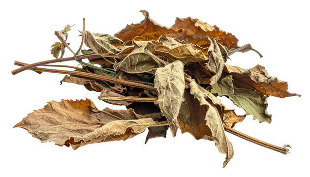 Dried nettle leaves and stems on transparent background for herbal medicine concept; isolated dry stinging nettle for stock
