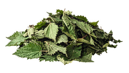 Dried stinging nettle leaves isolated for herbal medicine use transparent png background for design and botanical illustration; Urtica dioica