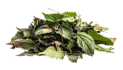 Dried stinging nettle leaves isolated for herbal tea and natural medicine use on a transparent background perfect for design elements