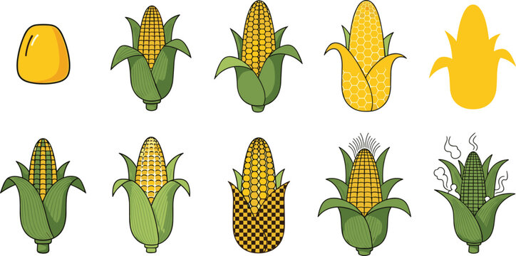 Corn cob and maize plant collection with different corn styles, sweet corn vegetable icons with husk leaves vector set for agriculture and food design