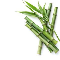 Fototapeta premium Fresh Green Bamboo Sticks with Bright Green Leaves on White Background for Nature Decor