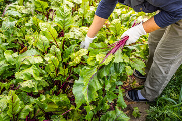 Fototapeta premium Hands gather fresh beets from garden soil. Harvesting root vegetables, organic produce grown