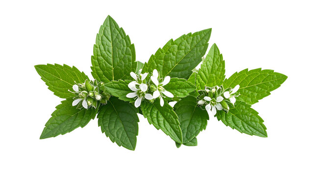 Fresh blooming mint leaves and flowers isolated against a transparent backdrop perfect for culinary and herbal design projects.