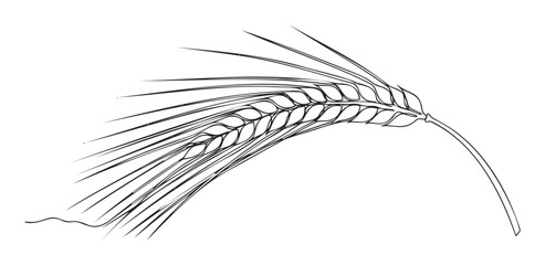 Fototapeta premium Minimalist black and white line art depicting a single curved grain ear, representing natural growth and sustenance, ideal for branding, recipe books, or organic product labels.