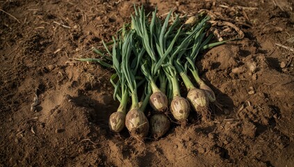 Freshly collected Jerusalem artichoke on an organic family farm, seen from a low angle on dark brown soil
