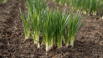 Green onions in a patch. Salad onions