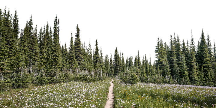 Pine forest png border, nature aesthetic image, transparent background