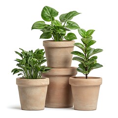 Fototapeta premium Arrangement of Potted Houseplants in Decorative Clay Pots on a White Background