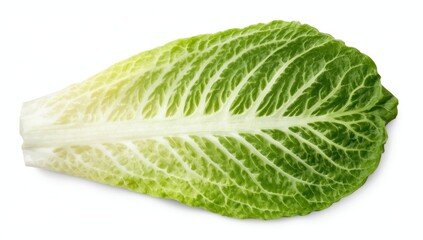 Lettuce on a white backdrop