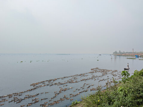 Large Flock of Domestic Ducks Swimming in a Vast River in Rural Bangladesh