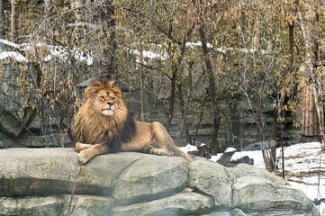 Obraz premium majestic male lion with a thick, dark mane rests on rocky terrain, surrounded by trees and patches of snow. His posture is relaxed yet regal, exuding power and calm.