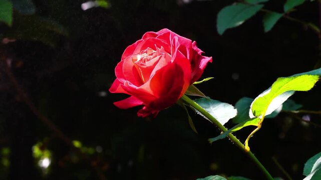 Blooming red rose with green leaves in botanical garden in sunlight.