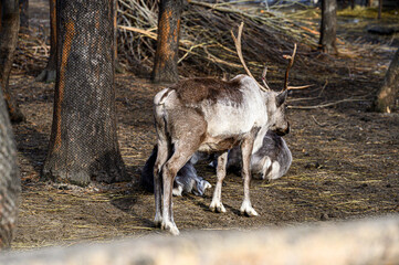 A majestic reindeer with large antlers stands in a forested enclosure, near a seated companion, amidst trees and dry branches, showcasing its sturdy build and natural grace. © evgeniykleymenov