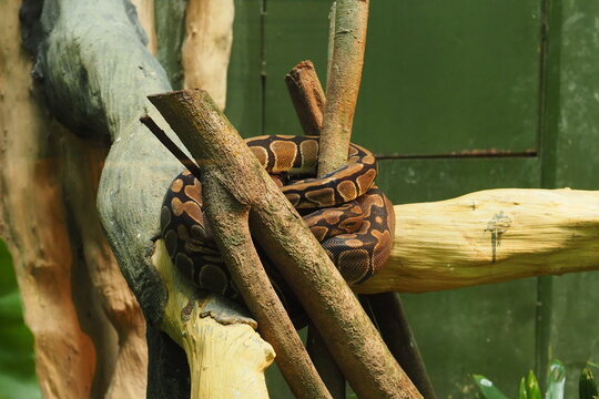 Ball Python Resting Within Intertwined Tree Branches