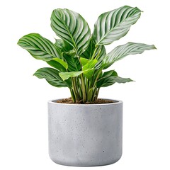 Obraz premium Modern Indoor Plant in Contemporary Pot with Lush Green Leaves and Vibrant Texture