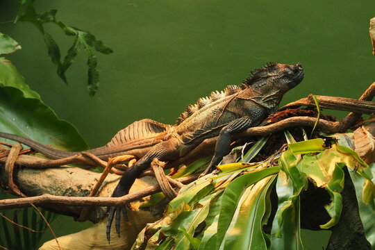 Philippine Sailfin Lizard Basking on a Branch with Large Dorsal Crest