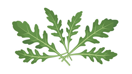 Fototapeta premium Group of fresh green arugula or rocket salad leaves with serrated edges for healthy culinary design on white background.