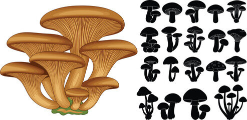 Oyster Mushroom Cluster and Silhouette Collection with Edible Forest Fungi for Organic Food Design Botanical Illustration and Vector Clipart Set © Selim Studio
