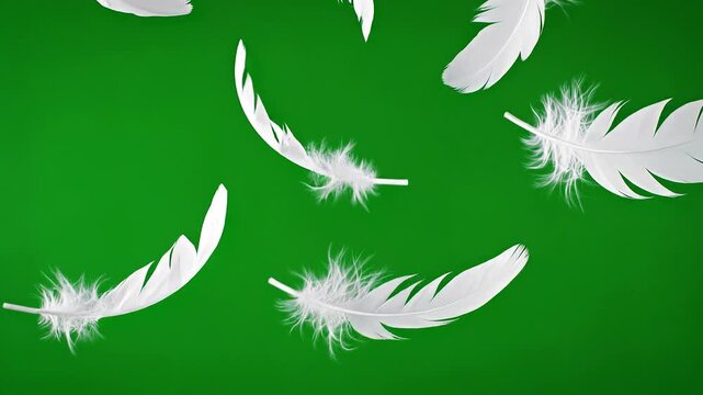 White Feathers Gently Floating in Air on Green Screen