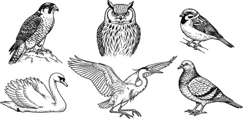 Fototapeta premium Vintage Hand Drawn Bird Illustration Set with Owl Falcon Sparrow Swan Crane and Pigeon Engraving Style Vector Collection