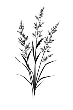 Wild flower Romerillo illustration minimalist design.