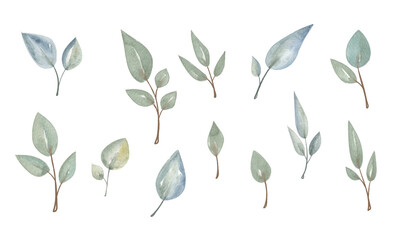 Obraz premium Watercolor Different types of leaves in various shapes and sizes