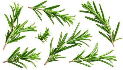 Obraz premium Fresh green rosemary sprigs isolated for cooking and herbal medicine; aromatic herbs for culinary use and design elements on transparent background