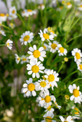 Fototapeta premium Chamomile Daisy Flowers Growing in Garden with Natural Light