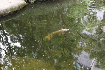 Fototapeta premium Colorful Koi fish swimming in a clear pond of a Japanese garden, Fukuoka.
