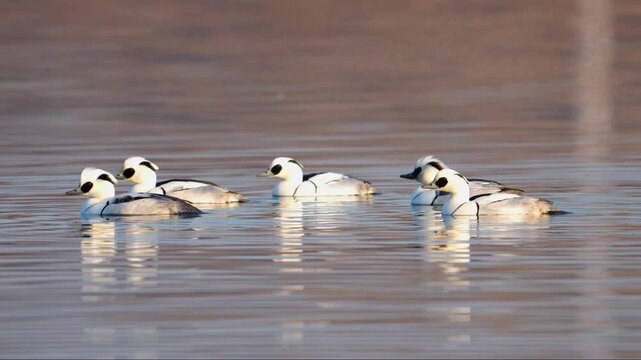 Calm Smew Flock Swimming on Reflective Water