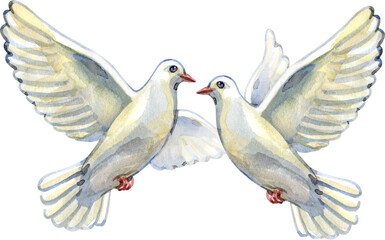 Fototapeta premium Beautiful watercolor painting of a pair of white doves in flight, overlapping gracefully. A classic symbol of devotion and peace, ideal for wedding stationery, religious art, and romantic cards.